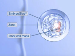 embryoglue